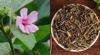 Ké hoa đào: Loài cây từng bị nhổ bỏ không thương tiếc, nay thành “vàng khô” giá 500.000 đồng/kg