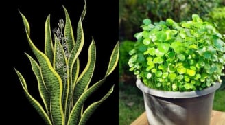 5 cây cảnh trong nhà nở hoa Báo Điềm Gở, Xử lý ngay kẻo Hao Tài Tốn Lộc, Khó Giàu Sang