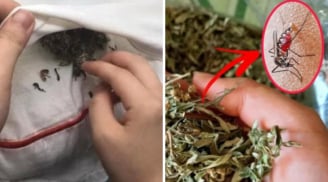 Bỏ nắm lá này vào phòng ngủ: Muỗi nhiều đến mấy cũng bay xa, không cần vượt muỗi hay phun thuốc