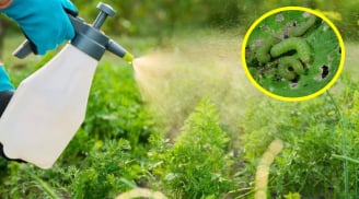 Cách làm thuốc trừ sâu từ các nguyên liệu tự nhiên, vừa hiệu quả, vừa tiết kiệm, an toàn