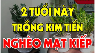Cây Kim Tiền Hút Tài Lộc:  2 tuổi này tuyệt đối không nên trồng, cây càng xanh người càng suy