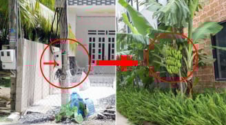 Nhà nghèo đừng chặt bỏ 3 cây, con cháu no đủ 3 đời, là cây gì?