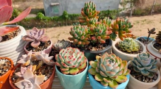 7 loại cây trồng trong nhà vừa đẹp, vừa tốt cho sức khỏe, giúp trị bệnh, lại có ý nghĩa phong thủy tốt lành
