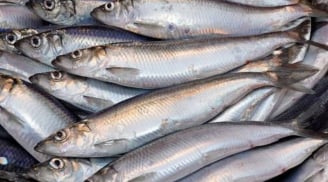 Loại cá 'béo' giúp giảm mỡ máu, chợ Việt Nam bán đầy – Gặp là nên mua ngay!