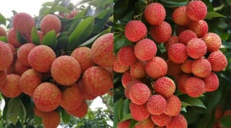 Mùa quả vải chín, giàu dinh dưỡng nhưng 7 nhóm người nên hạn chế ăn vải