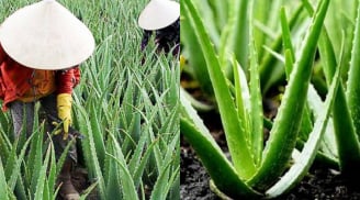Nghề lạ ở Việt Nam: Trồng cây nha đam – “lộc trời” từ cây dại thành đặc sản giải nhiệt mùa hè