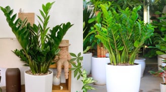 Trồng cây kim tiền có 4 điều cấm kỵ, nhiều người chưa biết