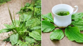 Loại lá đem đun nước uống giúp thải độc, mát gan