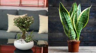 3 loại cây đặt phòng khách giúp gia chủ hút lộc tiền vào như nước, nghèo đến mấy cũng nên trồng 1 chậu