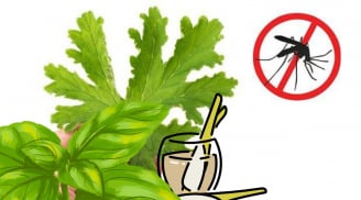  Cách đuổi muỗi tự nhiên không cần phun xịt hóa chất: An toàn – Hiệu quả – Thân thiện môi trường