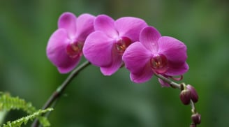 Những ý nghĩa đặc biệt của hoa phong lan màu tím không phải ai cũng biết