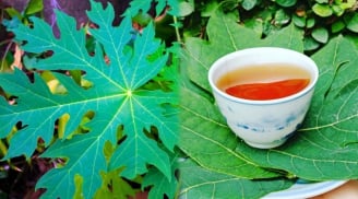 Uống nước lá đu đủ trị bệnh gì?