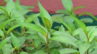 6 loại rau thơm quen thuộc hàng ngày này, có các thành phần chữa bệnh rất tốt mà không phải ai cũng biết