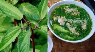 Rau đay – Loại rau dân dã giúp giải nhiệt, bồi bổ mùa hè, giá rẻ như cho