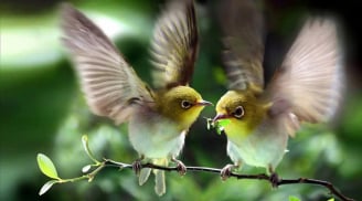 Người sinh vào 5 ngày Âm lịch này, như rượu lâu năm, trước nghèo sau giàu, tuổi cao vận may lớn