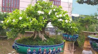 Top 4 cây cảnh thơm ngát, đặt 1 chậu nhỏ ở phòng khách cả nhà ướp hương, hút tài, chiêu lộc rất tốt