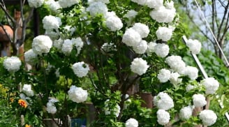 Trong sân nhà có 3 loại cây này 'vinh hoa phú quý truyền đời con cháu', vậy 3 cây này là cây gì?