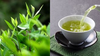 1 loại lá trồng đầy vườn quê được ví như 'nhân sâm người nghèo' là 'kè thù' của ung thư