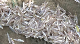 Đi chợ gặp 6 loại cá tự nhiên này mua ngay kẻo hết: Rẻ hơn thịt, bổ ngang nhân sâm tổ yến