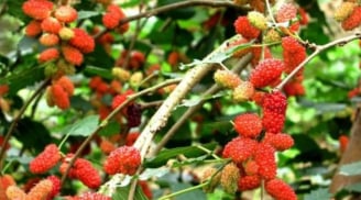 Tổ tiên dạy: “Trồng cây là trồng phúc, giữ cây là giữ lộc” – 3 cây quý chớ dại chặt