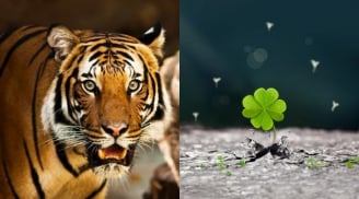 3 con giáp phá bế tắc: Tháng 7 tài vận tụ lại, tháng 8 lương thưởng tang, tháng 9 đỉnh cao viên mãn