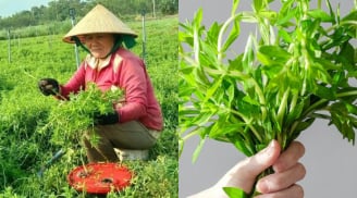 Chị nông dân Phú Yên đổi đời nhờ rau ngổ: Cây nhà lá vườn, dễ trồng, thu nhập chục triệu mỗi tháng