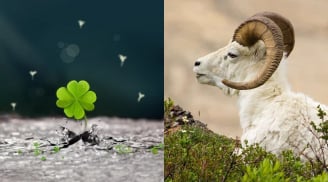 4 con giáp giàu sụ cuối 2025: Tháng 7 thần tài gõ cửa, tháng 8 tình yêu nở rộ, tháng 9 tiền đầy ví