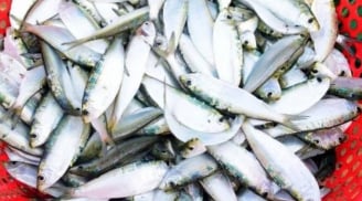 Loại cá Việt rẻ bèo được Mỹ ca tụng là ‘kho báu dinh dưỡng’ – Tốt hơn cả sâm nhung, bán đầy chợ