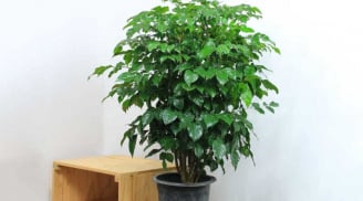 Trồng ngay 2 cây cảnh 'phát lộc' này trong phòng khách, con cháu giàu sang mãi