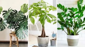 5 loại cây 'giữ của, chiêu tài' 10 nhà trồng thì 9 nhà giàu: Nhà bạn có không?