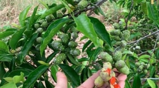 Loại gia vị 'vàng ròng' ở Việt Nam, từng có giá 600.000 đồng/kg, nhà nào cũng nên có
