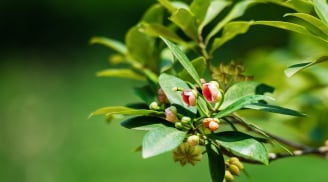 Loài “hoa nghìn tỷ” khiến Ấn Độ “săn” không ngừng: Việt Nam cùng Trung Quốc dẫn đầu nguồn cung toàn cầu