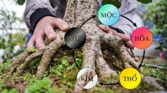 Người giàu thích trồng 5 cây này hơn hoa, có 1 cây thôi cả nhà hưởng phúc