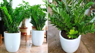 Trong nhà đặt cây kim tiền ở vị trí này là tốt nhất, chỉ cần 1 là tài lộc đến ào ào