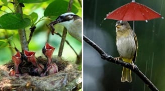 Tổ chim thường hướng lên trời khi mưa bão thì sẽ ra sao? Hóa ra chúng rất thông minh đã tính rất kỹ lưỡng