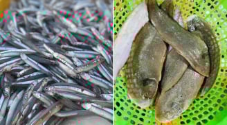 5 loại cá tự nhiên thịt ngon, giá rẻ, không thể nuôi nhân tạo, đi chợ gặp được phải mua ngay