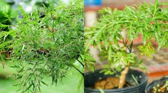 Cây đinh lăng trong phong thủy: Biểu tượng bảo hộ và hút tài lộc trong nhà ở Việt