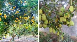 4 loại cây phong thủy 'hút lộc' tromg sân: Cây còn tài lộc còn, chặt mất là dại