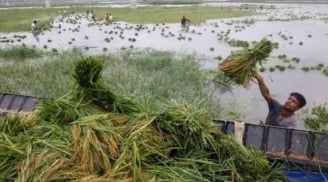 Ngày mùng 6 tháng 6 âm lịch sợ mưa: Lý do người xưa kiêng kỵ, điềm báo gì nếu trời đổ mưa?