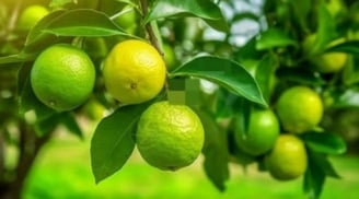Tổ tiên dạy: Trong nhà có 2 loại cây này, dù không giàu sang vẫn đầy phúc lộc