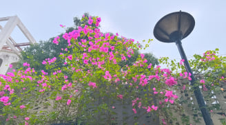 Đừng chỉ tưới nước lã, thêm thứ này vào hoa giấy sẽ nở rực quanh năm