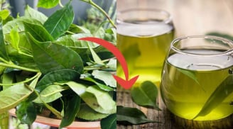 Mẹo pha trà tươi: Nước xanh, không chát, để lâu không bị đỏ nước