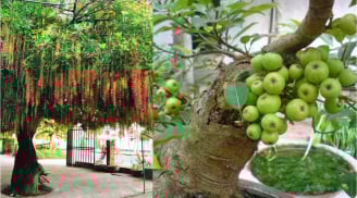 Thần Tài Mê Mệt 4 loại cây này: Trồng trong nhà nào nhà đó giàu có, ai không biết quá đáng tiếc