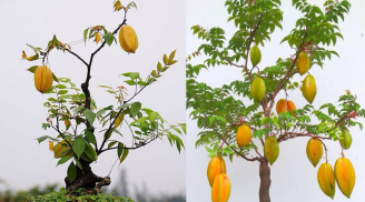 Vì sao người xưa trồng cây khế như biểu tượng Phúc Lộc Sung Túc và May Mắn?