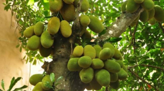 Cảnh báo: Đừng chặt 4 loại cây này trong vườn kẻo 'mất lộc, tán tài'