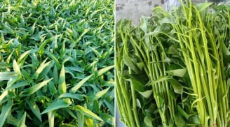 Chuyên gia cảnh báo: Ăn sống những loại rau này rất dễ nhiễm sán