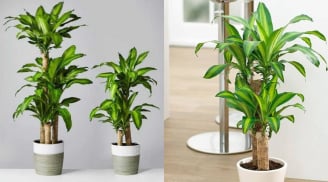 Trồng cây Thiết Mộc Lan thu hút tài lộc nhưng rất kỵ với người này, cẩn trọng để không rước xui xẻo