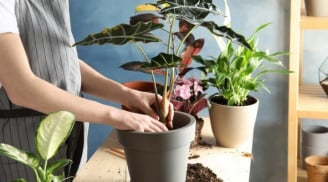 5 thứ phá tan Đại Vận, giữ cố trong nhà vợ chồng tối ngày cãi vã