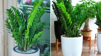 Loại nước tốt nhất cho cây kim tiền, mỗi tuần tưới 1 lần, chồi non mọc lên tua tủa