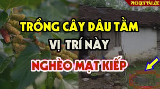 Cây âm mọc trước cửa, cây càng xanh tốt người càng khánh kiệt, là cây gì?